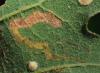 Stigmella sp.